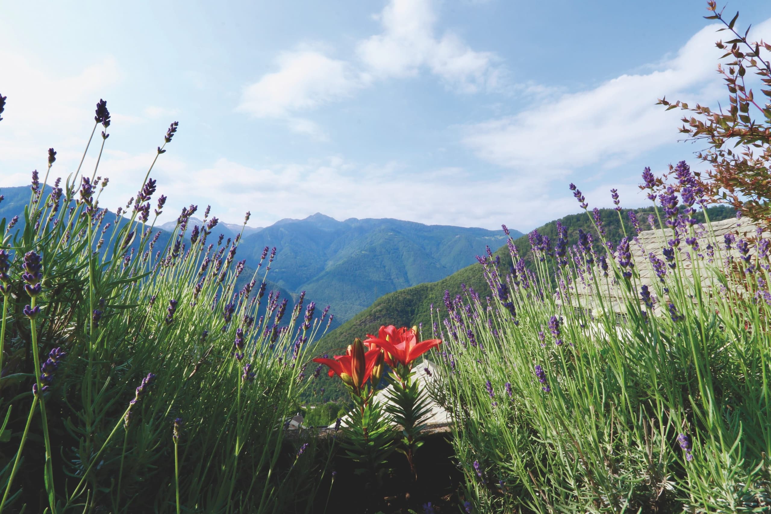 Swiss Mountain Clinic view over Calanca valley with alp flowers in front.