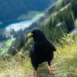 Annett — patient testimonial, Swiss Mountain Clinic