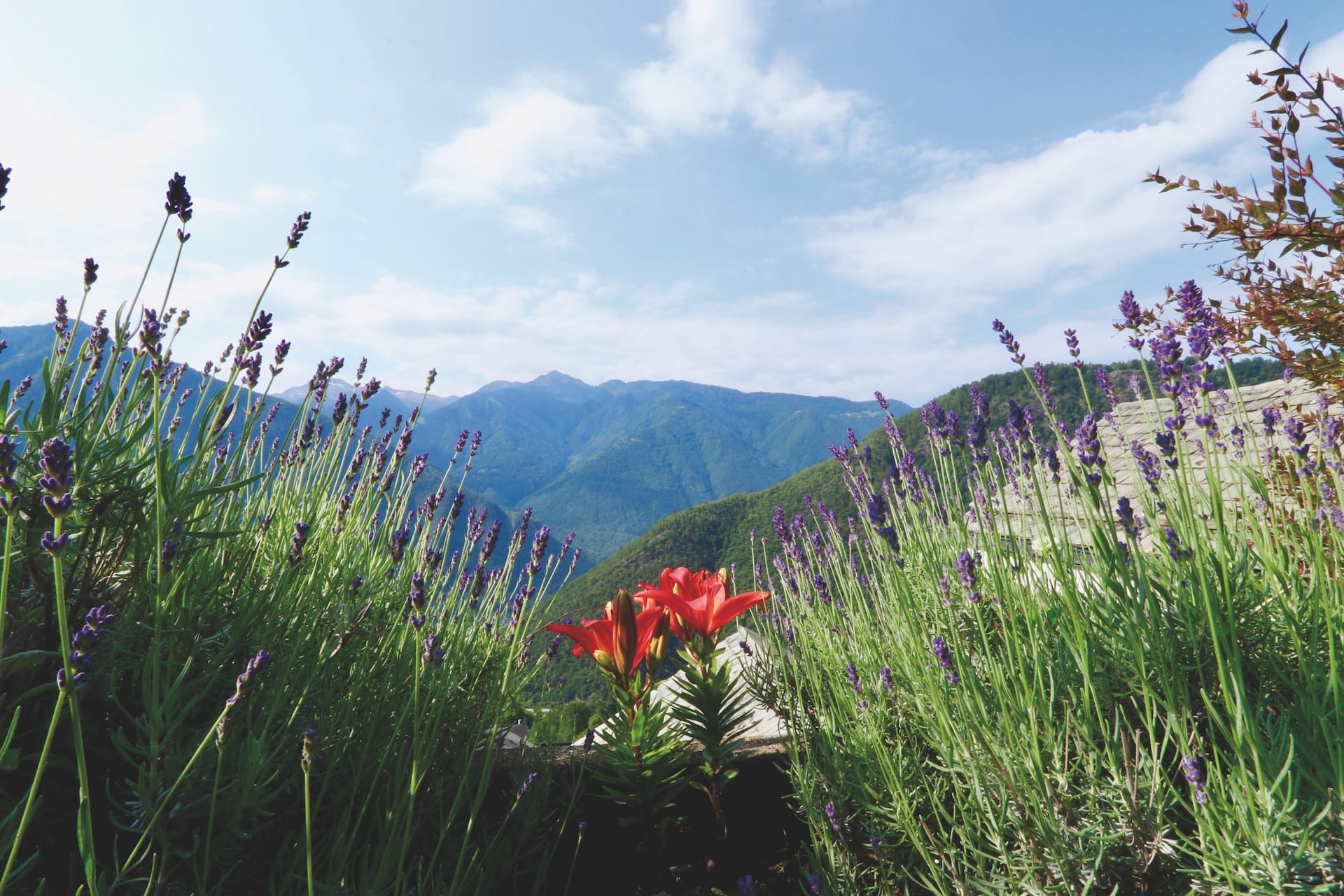 Swiss Mountain Clinic view over Calanca valley with alp flowers in front.